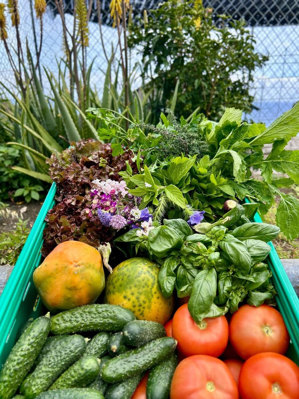 Fresh colorful vegetable harvest