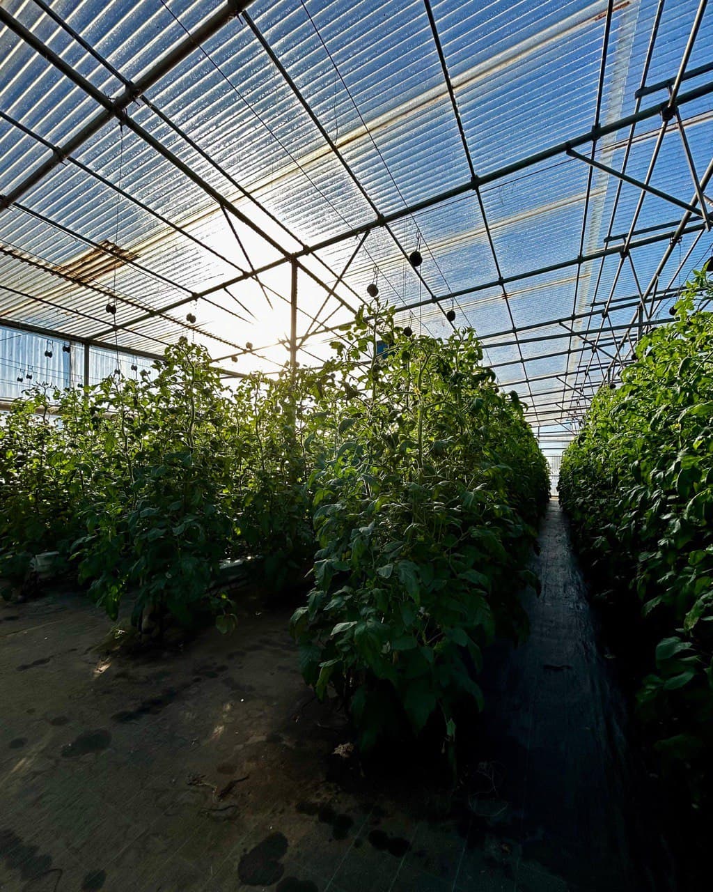 Greenhouse interior with growing plants