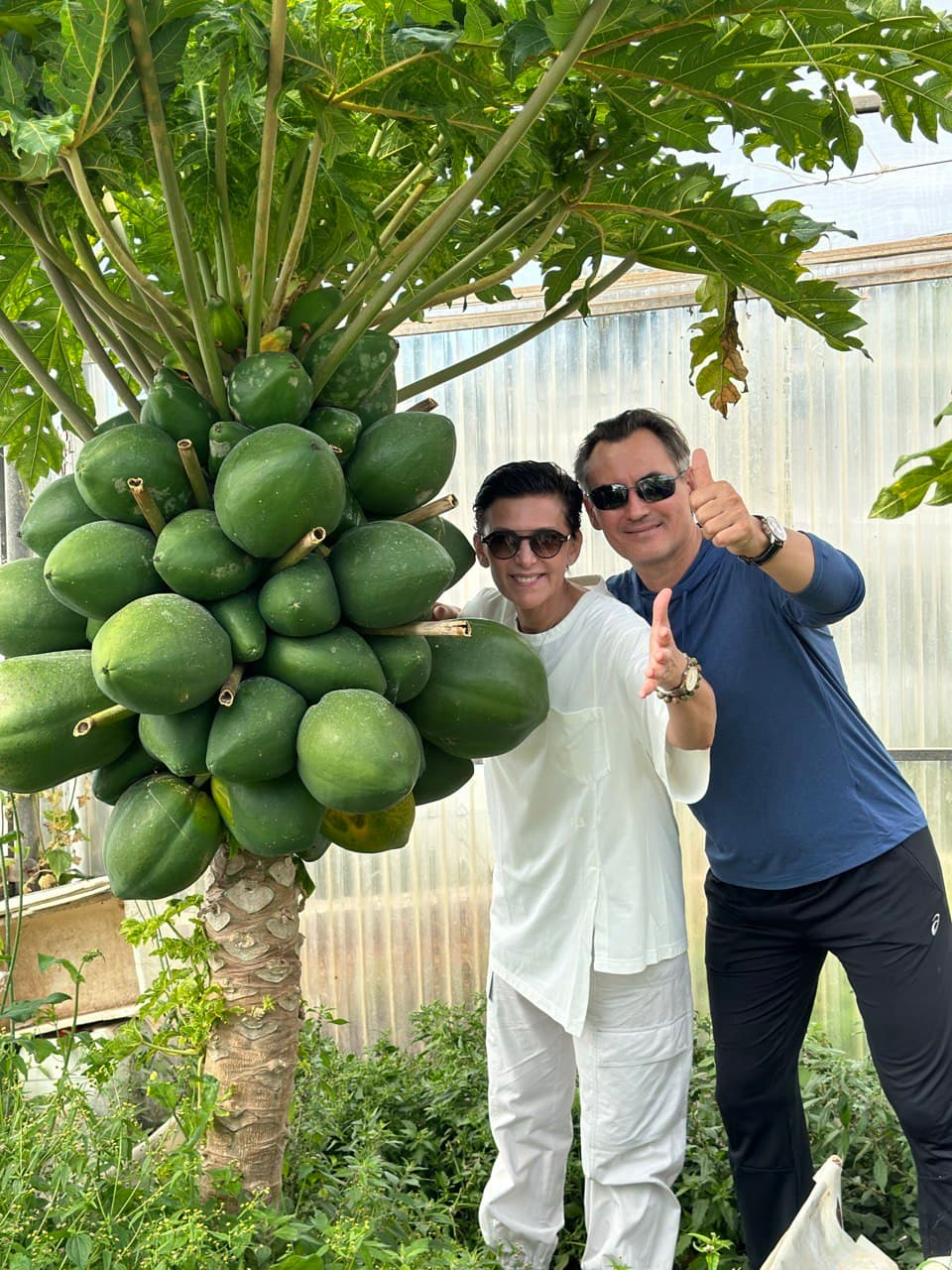 Papaya tree with abundant fruit